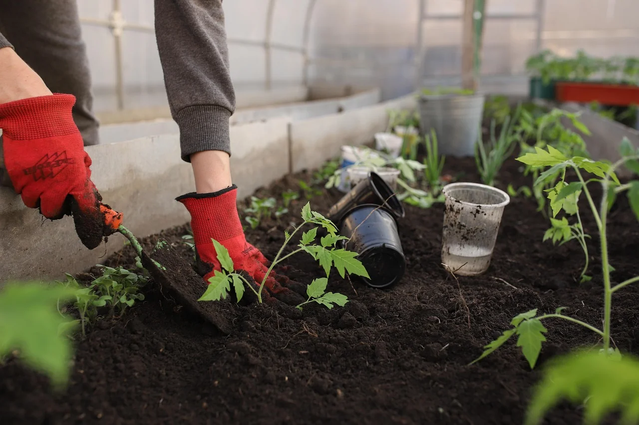 Pornește culturile corect cu semințe plante și semințe roșii de calitate